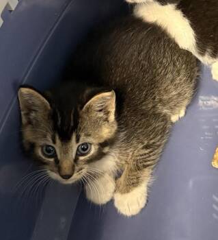Kc12c -  Domestic Short Hair Cat for Adoption in Lawrenceville, Georgia - Kc12c | PetCurious