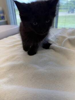 Thunder -  Domestic Medium Hair and Domestic Short Hair Cat for Adoption in Lafayette, Indiana - Thunder | PetCurious