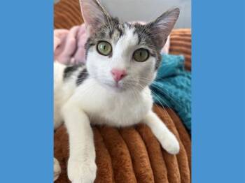 Domestic Short Hair Cats Available for Adoption - SKYE | PetCurious