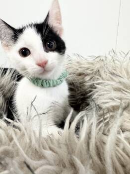Snuggly Esteban -  Domestic Short Hair Cat for Adoption in Burlington, North Carolina - Snuggly Esteban | PetCurious
