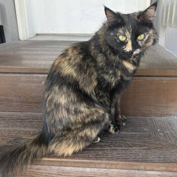 Raven -  Domestic Medium Hair Cat for Adoption in Las Vegas, Nevada - Raven | PetCurious