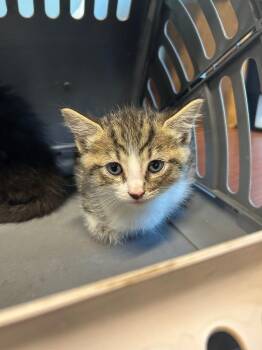 Mr. Whiskers -  Domestic Short Hair Cat for Adoption in Gautier, Mississippi - Mr. Whiskers | PetCurious
