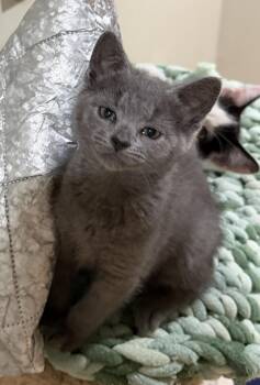 Macy -  Domestic Short Hair Cat for Adoption in East Hanover, New Jersey - Macy | PetCurious