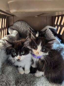 Cat 27538 (Benjamin) -  Maine Coon Cat for Adoption in Parlier, California - Cat 27538 (Benjamin) | PetCurious