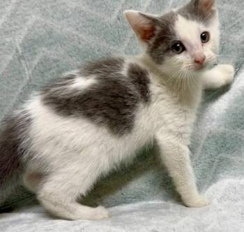 Avocado -  Domestic Short Hair Cat for Adoption in Gary, Indiana - Avocado | PetCurious