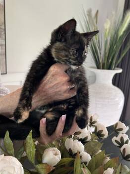 Helga -  Domestic Short Hair Cat for Adoption in Ferndale, Michigan - Helga | PetCurious