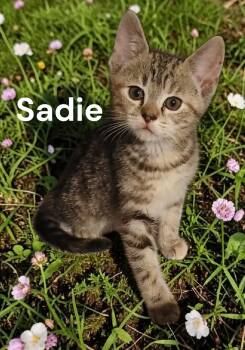 Sadie -  Tabby Cat Available for Adoption in Weems, Virginia - Sadie | PetCurious
