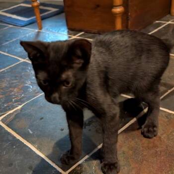 Mink -  Domestic Short Hair Cat for Adoption in Houston, Texas - Mink | PetCurious
