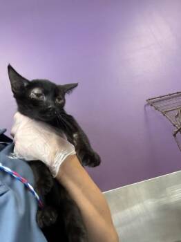 *Sally Jo* -  Domestic Short Hair Cat for Adoption in Salt Lake City, Utah - *Sally Jo* | PetCurious