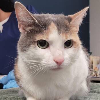 Domestic Short Hair Cats Available for Adoption in Vineland, New Jersey - Honeybun | PetCurious