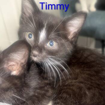 Timmy -  Domestic Short Hair Cat for Adoption in Carmel, Indiana - Timmy | PetCurious