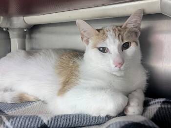 He-man -  Domestic Short Hair Cat for Adoption in Springfield, Illinois - He-man | PetCurious