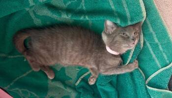 Domestic Short Hair Cats Available for Adoption in Gorham, Maine - Pink | PetCurious