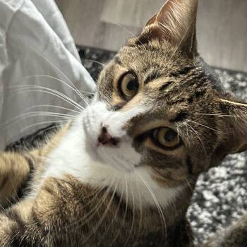 Rescue Domestic Short Hair Cats for Adoption in Mount Laurel Township, New Jersey - Baby (and Cinnamin) | PetCurious