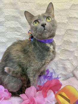 Rescue Dilute Calico Cats for Adoption in Tavares, Florida - Clara | PetCurious
