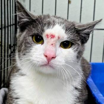 Domestic Short Hair Cats Available for Adoption in New Cumberland, West Virginia - Tom | PetCurious