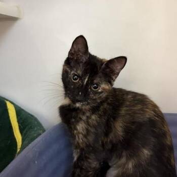 Sheila -  Domestic Short Hair Cat for Adoption in Phoenix, Arizona - Sheila | PetCurious