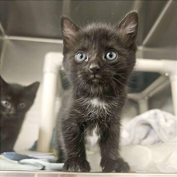 Domestic Short Hair Cats Available for Adoption in Hendersonville, North Carolina - Bonfire | PetCurious