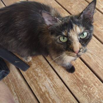Buttercup -  Domestic Short Hair Cat for Adoption in Jefferson City, Tennessee - Buttercup | PetCurious