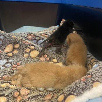 Vern -  Domestic Short Hair Cat for Adoption in Westminster, California - Vern | PetCurious
