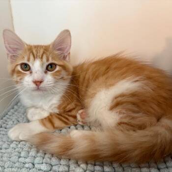 Chicken Wing -  Domestic Medium Hair Cat for Adoption in Cumming, Georgia - Chicken Wing | PetCurious