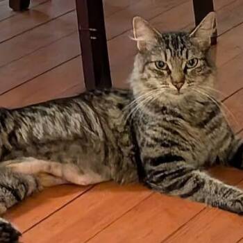 Bennie -  Domestic Medium Hair Cat for Adoption in Gladstone, Oregon - Bennie | PetCurious