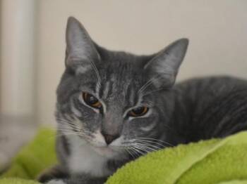 Domestic Short Hair Cats Available for Adoption in Portland, Oregon - Tootles | PetCurious