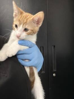 Domestic Short Hair Cats Available for Adoption in San Bernardino, California - CHARLIE | PetCurious