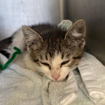 Leo -  Domestic Short Hair Cat for Adoption in Chicago, Illinois - Leo | PetCurious