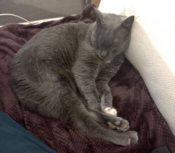 Domestic Short Hair Cats Available for Adoption - Yuna | PetCurious