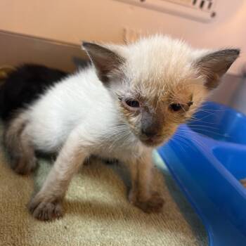 Sunny -  Domestic Short Hair Cat for Adoption in Pauls Valley, Oklahoma - Sunny | PetCurious