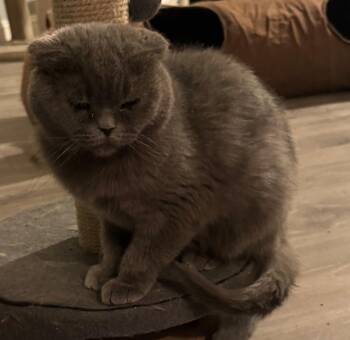 Laska -  Scottish Fold Cat Available for Adoption in San Jacinto, California - Laska | PetCurious