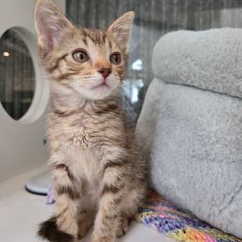 Rescue Domestic Short Hair Cats for Adoption in Chicago, Illinois - Elizabeth (bonded W/J.C.) | PetCurious