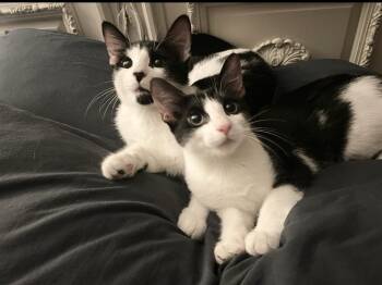 Rescue Domestic Short Hair and Tuxedo Cats for Adoption in Boca Raton, Florida - Momo & Stamp BONDED | PetCurious