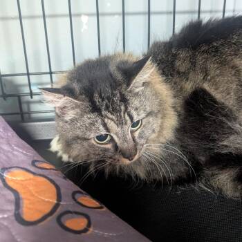 Domestic Long Hair Cats Available for Adoption in Jefferson City, Tennessee - Mattie | PetCurious