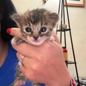 Bubbles (26-2H-3) -  Domestic Short Hair Cat for Adoption in Rifle, Colorado - Bubbles (26-2H-3) | PetCurious