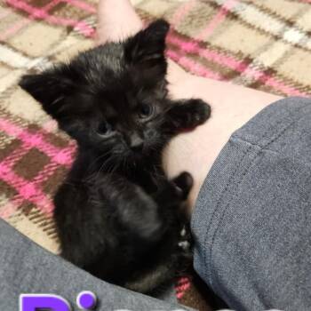 Bianca -  Domestic Short Hair Cat for Adoption in Arlington Heights, Illinois - Bianca | PetCurious