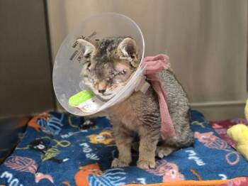 Stevie -  Domestic Short Hair Cat for Adoption in Vancouver, Washington - Stevie | PetCurious