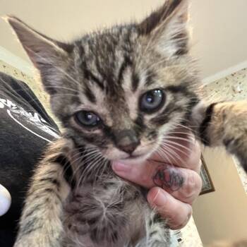 Bronx -  Domestic Short Hair Cat for Adoption in Waldorf, Maryland - Bronx | PetCurious