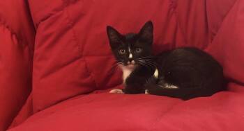 Liu Kang Kombat -  Domestic Short Hair Cat for Adoption in Chandler, Arizona - Liu Kang Kombat | PetCurious