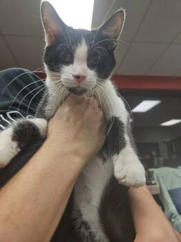 Rescue Domestic Short Hair Cats for Adoption in Hamburg, New York - Samson | PetCurious