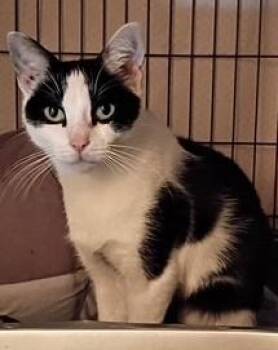 Rescue Domestic Short Hair Cats for Adoption in West Warwick, Rhode Island - Lawnelle | PetCurious