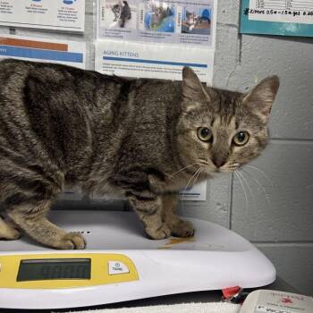 Dixie (Holland Cat Cove) -  Domestic Short Hair Cat for Adoption in West Olive, Michigan - Dixie (Holland Cat Cove) | PetCurious