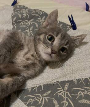 Rescue Domestic Short Hair Cats for Adoption in Beaverton, Oregon - Theodore | PetCurious
