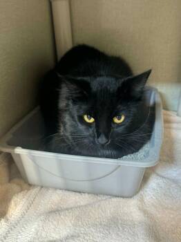 Ghost -  Domestic Short Hair Cat for Adoption in Marion, Ohio - Ghost | PetCurious