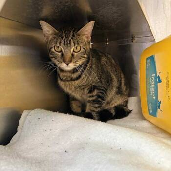 Rescue Domestic Short Hair Cats for Adoption in Manhattan, Kansas - Lizard | PetCurious