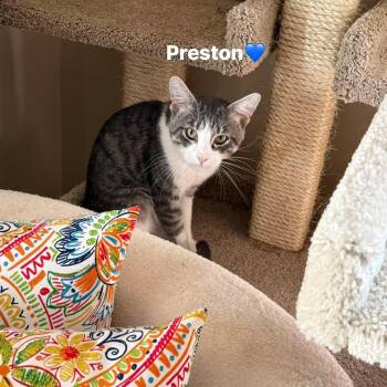 Preston -  Tabby and Domestic Short Hair Cat for Adoption in Newark, New Jersey - Preston | PetCurious