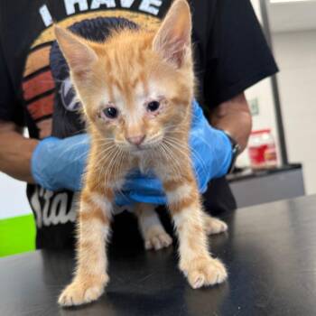 Spanky -  Domestic Short Hair Cat for Adoption in Ponca City, Oklahoma - Spanky | PetCurious