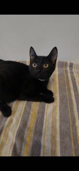 Bonnie -  Domestic Short Hair Cat for Adoption in Tama, Iowa - Bonnie | PetCurious