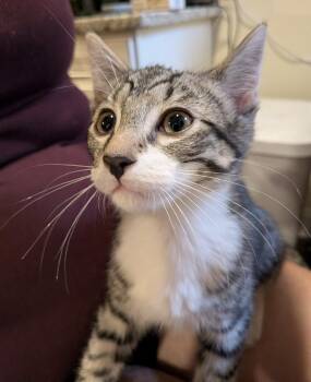 Morgan and Myki -  Domestic Short Hair Cat for Adoption in Syracuse, New York - Morgan And Myki | PetCurious
